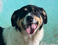 MILLY, Hund, Mischlingshund in Kroatien - Bild 1