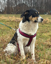 MILLY, Hund, Mischlingshund in Kroatien - Bild 3