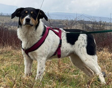 MILLY, Hund, Mischlingshund in Kroatien - Bild 4