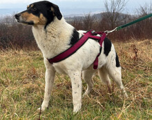 MILLY, Hund, Mischlingshund in Kroatien - Bild 5