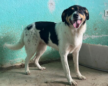 MILLY, Hund, Mischlingshund in Kroatien - Bild 6