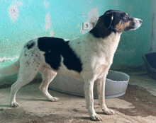 MILLY, Hund, Mischlingshund in Kroatien - Bild 7