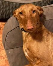 COOKIE, Hund, Mischlingshund in Spanien - Bild 2