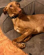 COOKIE, Hund, Mischlingshund in Spanien - Bild 3