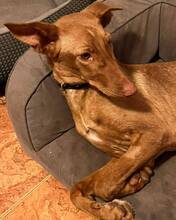 COOKIE, Hund, Mischlingshund in Spanien - Bild 4