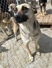 BABUSHKA, Hund, Mischlingshund in Rumänien - Bild 1