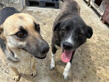 BABUSHKA, Hund, Mischlingshund in Rumänien - Bild 11