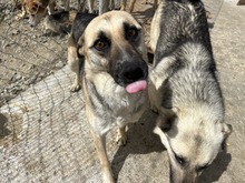 BABUSHKA, Hund, Mischlingshund in Rumänien - Bild 13