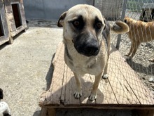 BABUSHKA, Hund, Mischlingshund in Rumänien - Bild 14