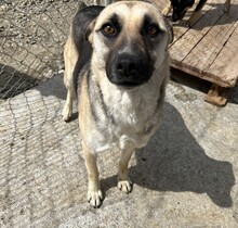 BABUSHKA, Hund, Mischlingshund in Rumänien - Bild 3
