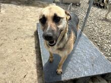 BABUSHKA, Hund, Mischlingshund in Rumänien - Bild 4