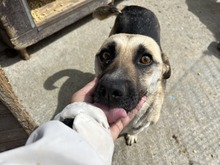 BABUSHKA, Hund, Mischlingshund in Rumänien - Bild 5