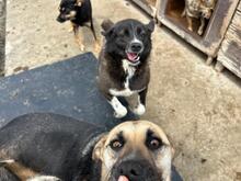 BABUSHKA, Hund, Mischlingshund in Rumänien - Bild 7