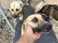 BABUSHKA, Hund, Mischlingshund in Rumänien - Bild 8