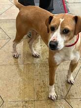 CUCA, Hund, Mischlingshund in Spanien - Bild 1