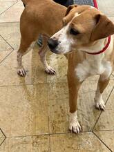 CUCA, Hund, Mischlingshund in Spanien - Bild 4