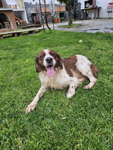 BINTER, Hund, Epagneul Breton in Spanien - Bild 1