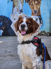 BINTER, Hund, Epagneul Breton in Spanien - Bild 2