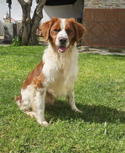 BINTER, Hund, Epagneul Breton in Spanien - Bild 3