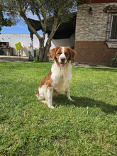 BINTER, Hund, Epagneul Breton in Spanien - Bild 4