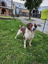 BINTER, Hund, Epagneul Breton in Spanien - Bild 5
