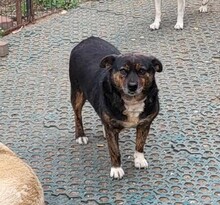 LOVELY, Hund, Mischlingshund in Rumänien - Bild 1