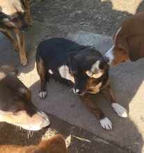 LOVELY, Hund, Mischlingshund in Rumänien - Bild 3
