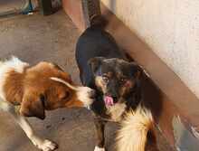 LOVELY, Hund, Mischlingshund in Rumänien - Bild 4