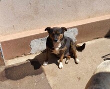 LOVELY, Hund, Mischlingshund in Rumänien - Bild 5