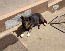 LOVELY, Hund, Mischlingshund in Rumänien - Bild 6
