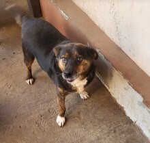 LOVELY, Hund, Mischlingshund in Rumänien - Bild 7