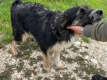 CLEO, Hund, Mischlingshund in Rumänien - Bild 2