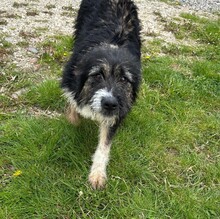 CLEO, Hund, Mischlingshund in Rumänien - Bild 3