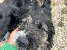 CLEO, Hund, Mischlingshund in Rumänien - Bild 4