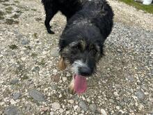 CLEO, Hund, Mischlingshund in Rumänien - Bild 6