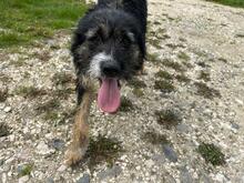 CLEO, Hund, Mischlingshund in Rumänien - Bild 7