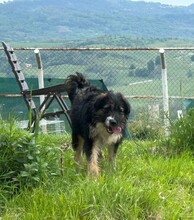 CLEO, Hund, Mischlingshund in Rumänien - Bild 8
