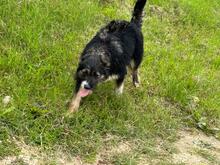 CLEO, Hund, Mischlingshund in Rumänien - Bild 9