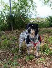 SIRI, Hund, Bodeguero Andaluz-Mix in Spanien - Bild 1
