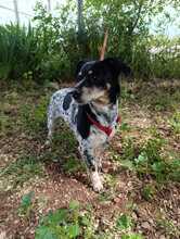 SIRI, Hund, Bodeguero Andaluz-Mix in Spanien - Bild 2