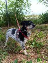 SIRI, Hund, Bodeguero Andaluz-Mix in Spanien - Bild 3