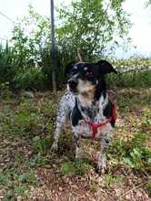 SIRI, Hund, Bodeguero Andaluz-Mix in Spanien - Bild 4