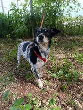 SIRI, Hund, Bodeguero Andaluz-Mix in Spanien - Bild 5
