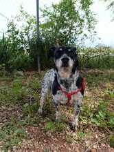 SIRI, Hund, Bodeguero Andaluz-Mix in Spanien - Bild 6