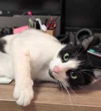 FELIX, Katze, Europäisch Kurzhaar in Ludwigshafen - Bild 1