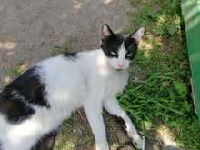 FELIX, Katze, Europäisch Kurzhaar in Ludwigshafen - Bild 10