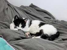FELIX, Katze, Europäisch Kurzhaar in Ludwigshafen - Bild 11