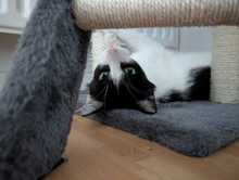 FELIX, Katze, Europäisch Kurzhaar in Ludwigshafen - Bild 2