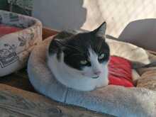 FELIX, Katze, Europäisch Kurzhaar in Ludwigshafen - Bild 3
