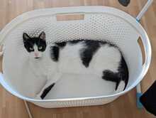 FELIX, Katze, Europäisch Kurzhaar in Ludwigshafen - Bild 4